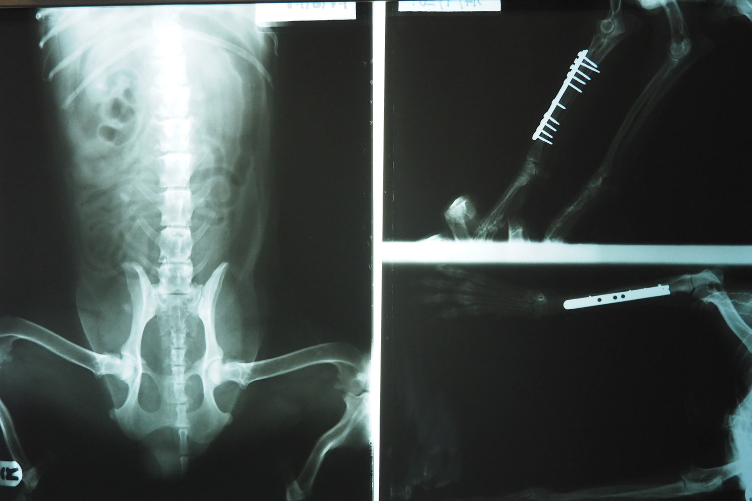 Radiografia-columna-y-pata-gato