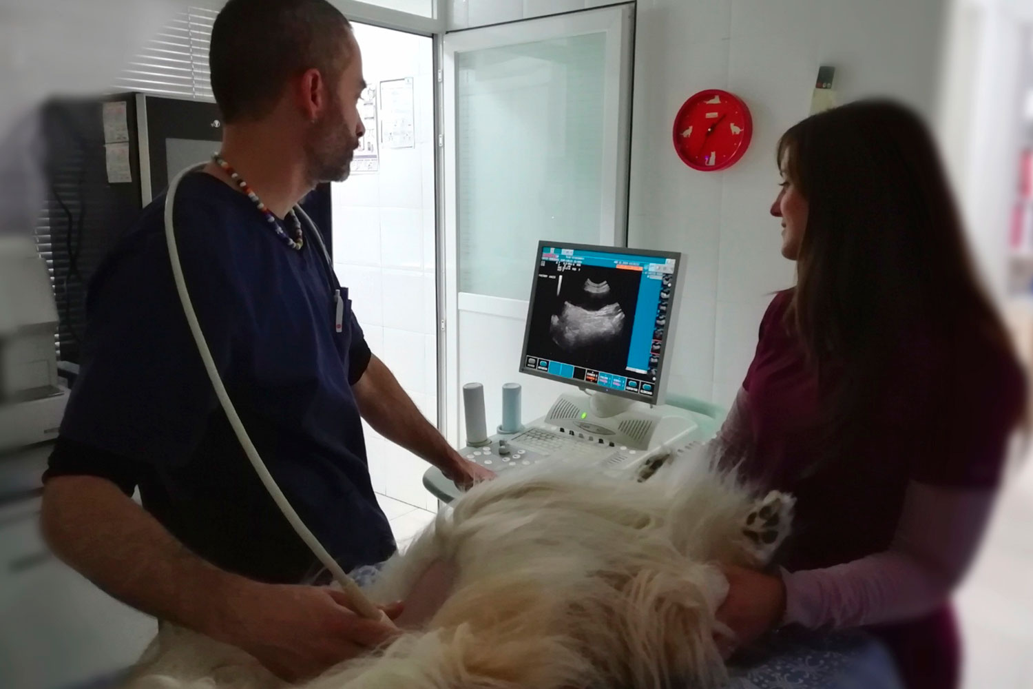 veterinaria-y-auxiliar-haciendo-ecografia-a-perro