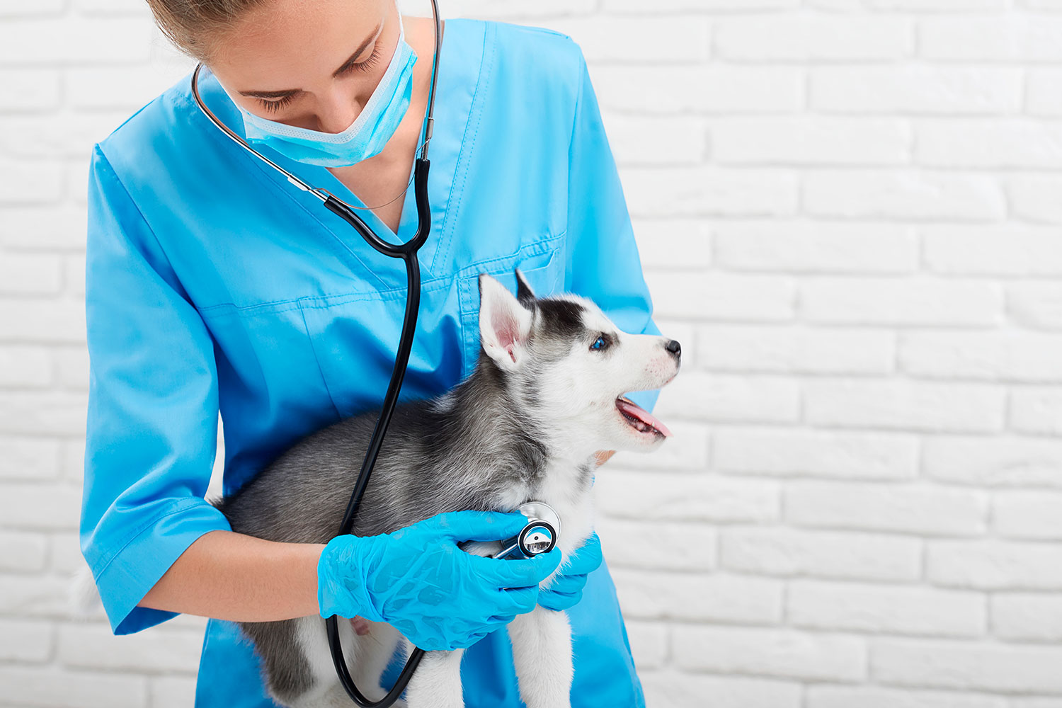 veterinaria-escuchando-corazon-con-estetoscopio-a-perro