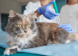 Gato recibiendo vacuna